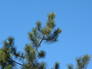 Green pine and blue sky