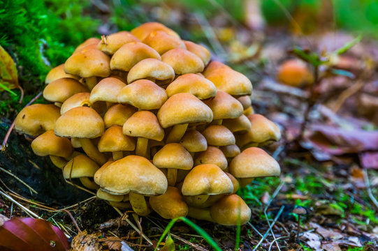 large cluster of light brown galerina marginata mushrooms, Toxic fungus specie from Europe