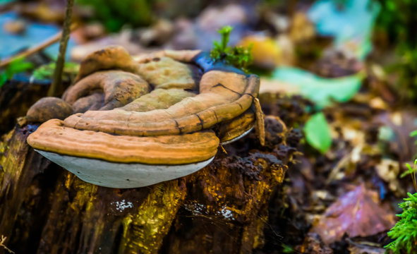 closeup of an artist's bracket, cosmopolitan fungi specie causing wood decay, edible and medicinal mushroom