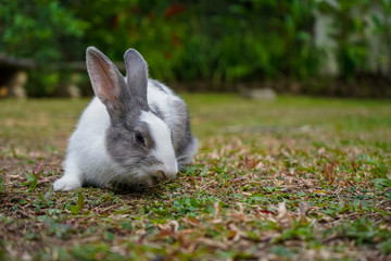 Super cute white and grey rabbit 