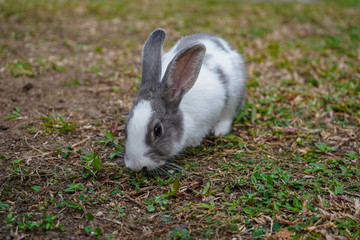 Super cute white and grey rabbit 