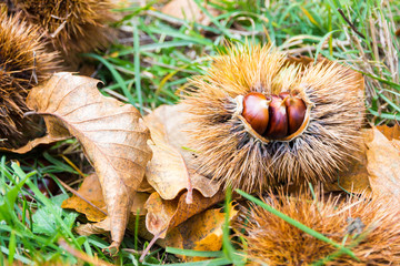 Chestnuts in the burr in  the Mediterranean scrub in Tuscany, Italy