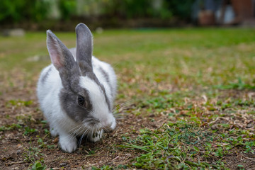 Super cute white and grey rabbit 
