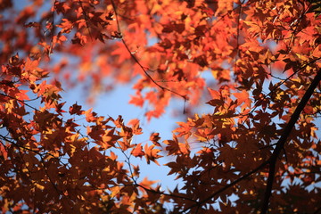 Autumnal landscape of Suizawa maple valley in the Mie Prefecture of Japan