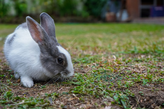 Super cute white and grey rabbit 