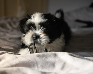 Dog puppy playing on the bed