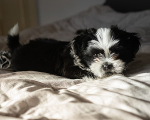 Dog puppy playing on the bed