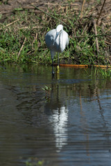 Aigrette garzette, .Egretta garzetta, Little Egret,