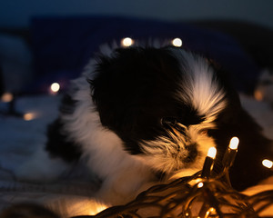 Dog puppy loocking at christmas light