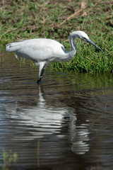 Aigrette garzette, .Egretta garzetta, Little Egret,