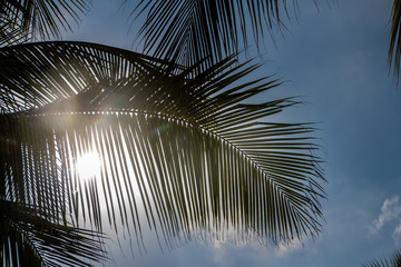 Beautiful big Cocos nucifera palm leaves are on the blue sky with white clouds background