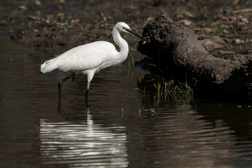 Aigrette garzette, .Egretta garzetta, Little Egret,