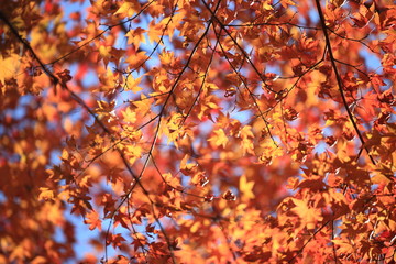 Autumnal landscape of Suizawa maple valley in the Mie Prefecture of Japan
