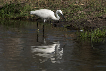 Aigrette garzette, .Egretta garzetta, Little Egret,