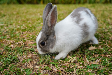 Super cute white and grey rabbit 