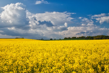 Obraz premium yellow field of oilseed rape
