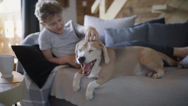 Twelve years old teenager with dog at the home living room. Boy lying on comfortable sofa and  stroking his beagle dog and smiling. Peaceful family moments concept image.Dog is yawning funny as well.