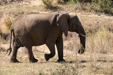 Naklejka na ściany i meble Eléphant d'Afrique, loxodonta africana, African elephant, Parc national Kruger, Afrique du Sud