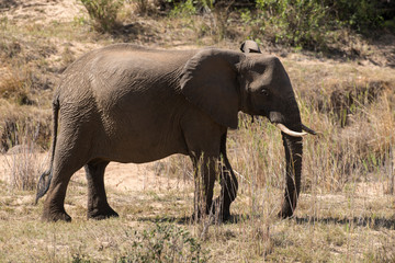 Fototapeta premium Eléphant d'Afrique, loxodonta africana, African elephant, Parc national Kruger, Afrique du Sud