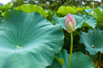 lotus flower and green leaf