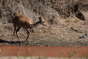 Guib harnaché, Tragelaphus scriptus, femelle, Parc national Kruger, Afrique du Sud