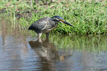 Héron strié,.Butorides striata, Striated Heron