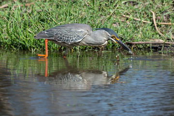 Héron strié,.Butorides striata, Striated Heron
