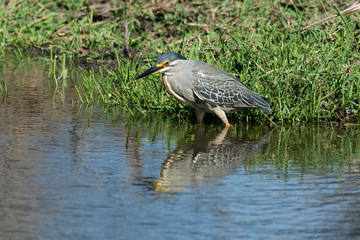 Héron strié,.Butorides striata, Striated Heron