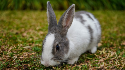 Super cute white and grey rabbit 