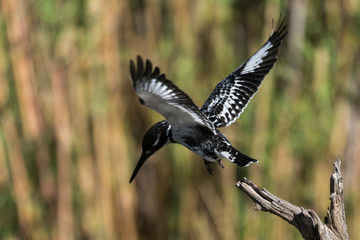Martin pêcheur pie,.Ceryle rudis, Pied Kingfisher
