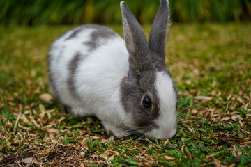 Super cute white and grey rabbit 