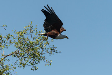 Pygargue vocifère, .Haliaeetus vocifer , African Fish Eagle, Parc national Kruger, Afrique du Sud