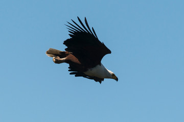 Pygargue vocifère, .Haliaeetus vocifer , African Fish Eagle, Parc national Kruger, Afrique du Sud