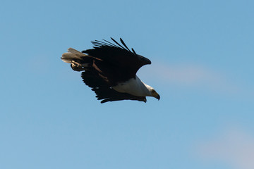 Pygargue vocifère, .Haliaeetus vocifer , African Fish Eagle, Parc national Kruger, Afrique du Sud