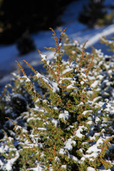 Chopped small fir with snow on top. Flora and Nature concept