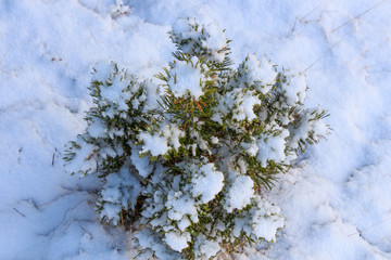 Chopped small fir with snow on top. Flora and Nature concept
