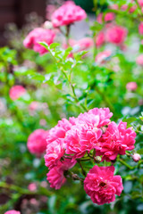 Fototapeta premium Flowers of pink climbing roses closeup