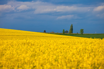 Obraz premium yellow field of oilseed rape with trees