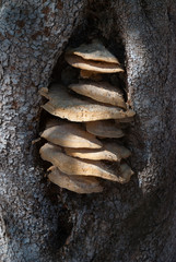 Mushrooms in a tree