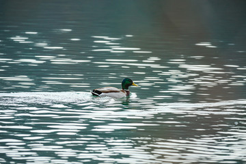 Stockente (Anas platyrhynchos) auf dem Wasser, Rhein