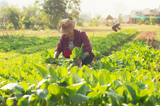 Young farmer with organic vegetables in wooden crates He is going to deliver fresh vegetables to customers.