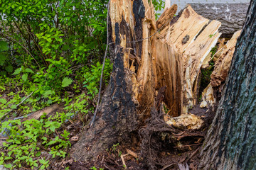 Trees felled by hurricane in the Park.