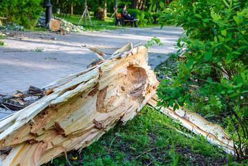 Trees felled by hurricane in the Park.