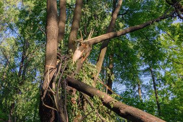 Trees felled by hurricane in the Park.