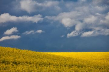 yellow rapeseed field with dark sky