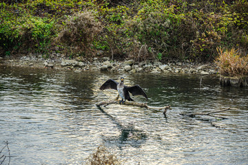 Kormoran (Phalacrocorax carbo) sitzt auf einem Ast über dem Wasser und trocknet sein Gefieder