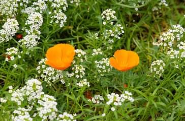 Popies in the garden