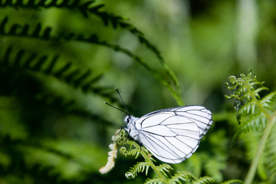 papillon blanc sur une foug&egrave;re