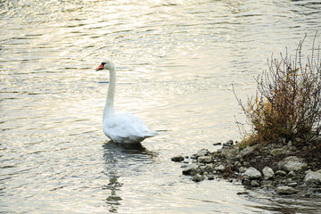 Höckerschwan (Cygnus olor) auf dem Wasser, Rhein