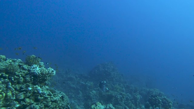 Blue boxfish (Ostracion cubicus) swimming underwater in near the coral reef. 